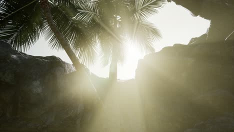 Große-Palmen-In-Einer-Steinhöhle-Mit-Sonnenstrahlen